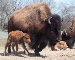 New bison calves