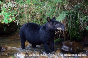 Mountain tapir standing in a river
